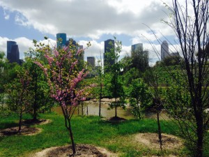 2015 April pink trees