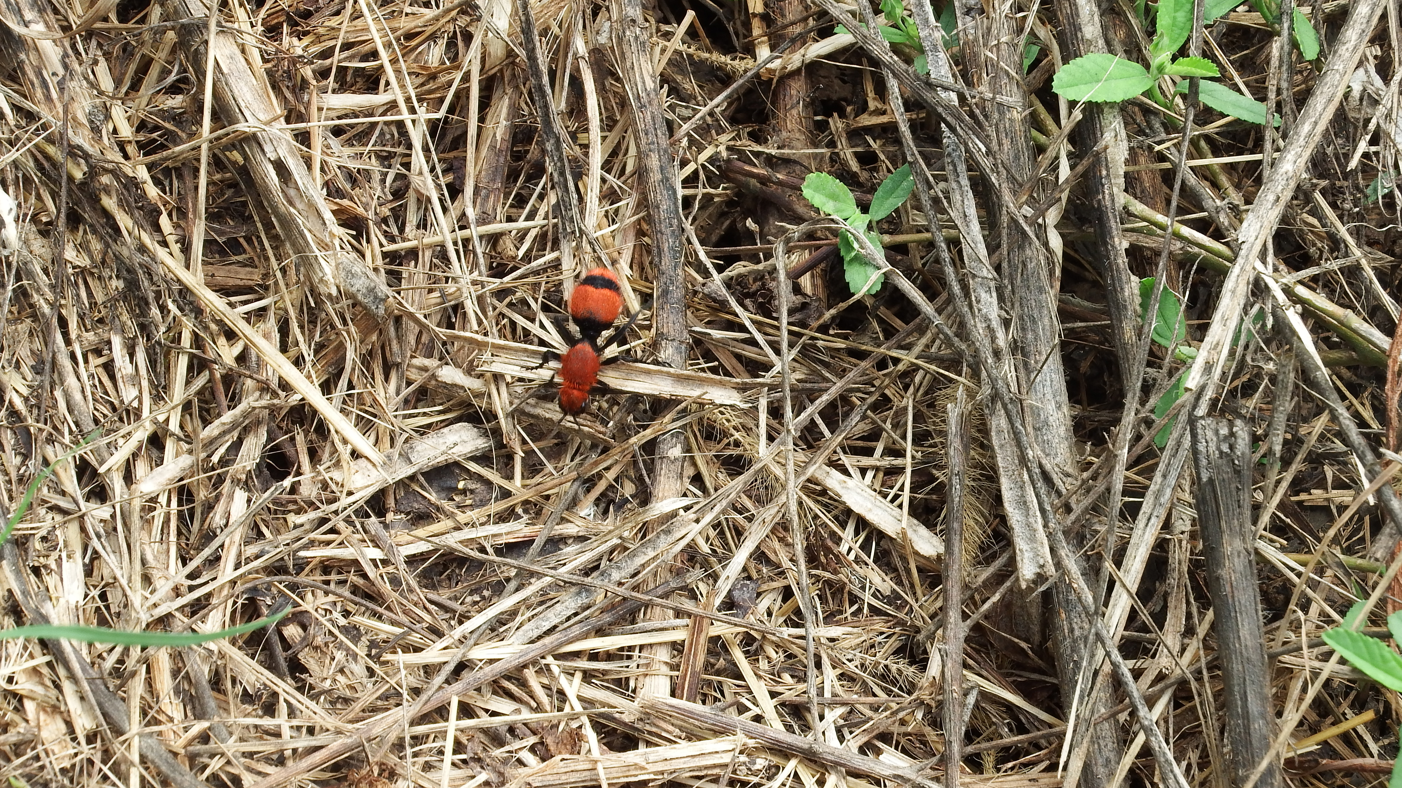 What s red and fuzzy and crawls on the ground Buffalo Bayou