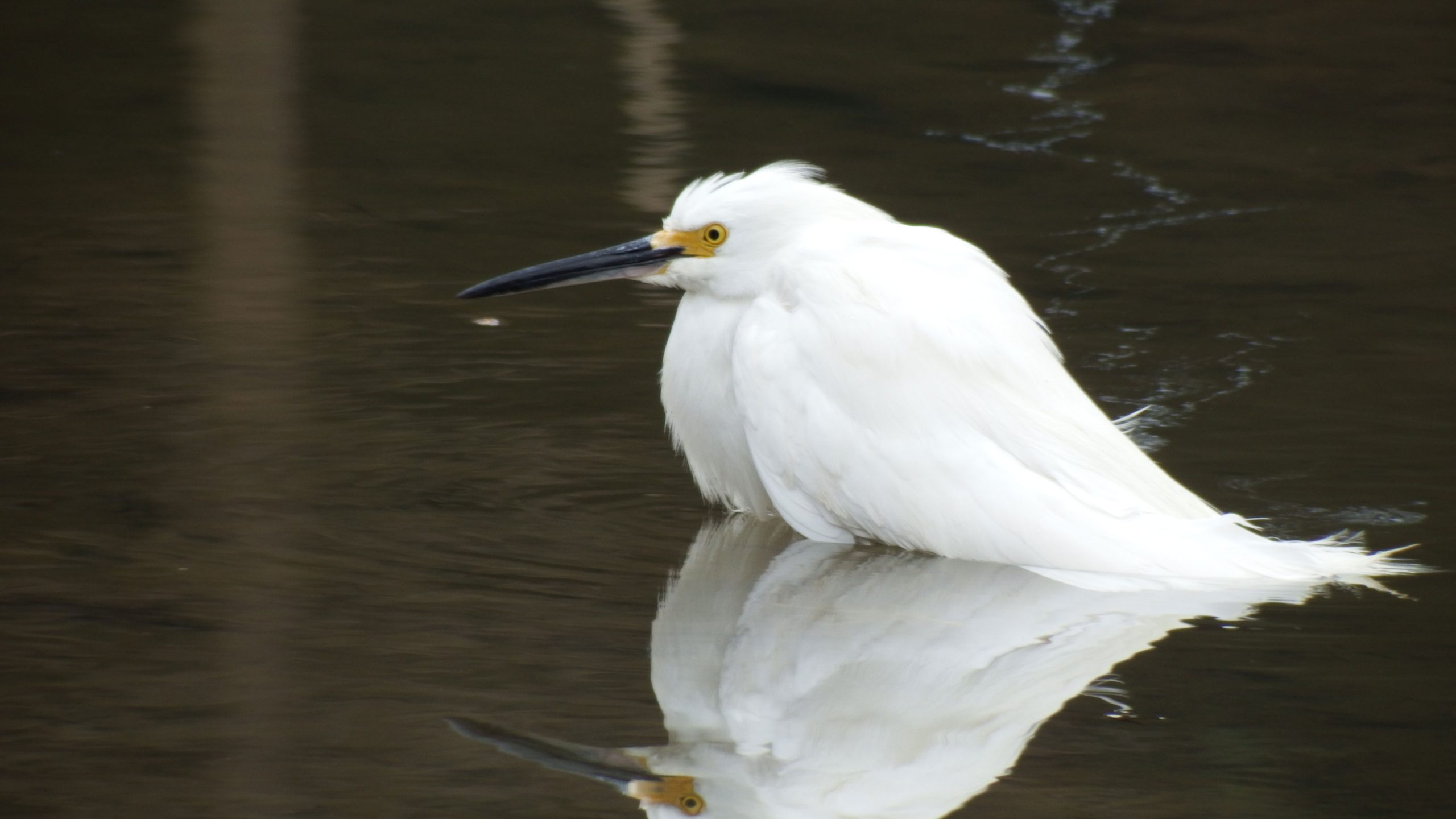 NW Atlanta, Georgia area) I'd think juvenile great egret since Merlin bird  ID says no snowy egrets here right now, but there were three other great  egrets in the same place and