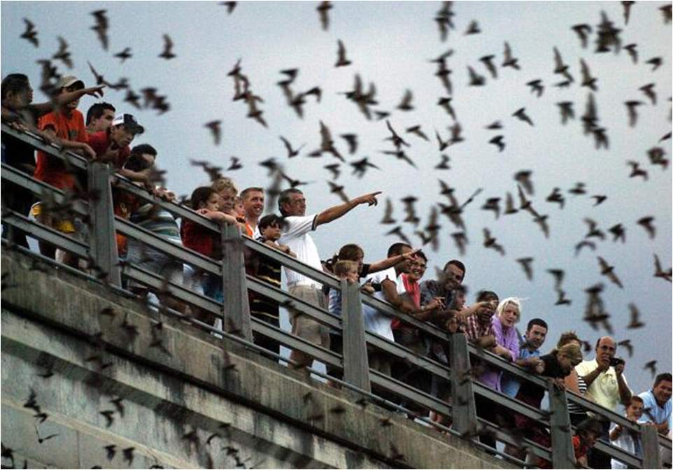 Image SOLD OUT: Waugh Bat Colony Boat Tour