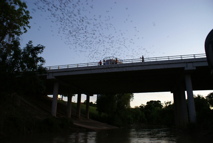 Image SOLD OUT: Bat Boat Tour