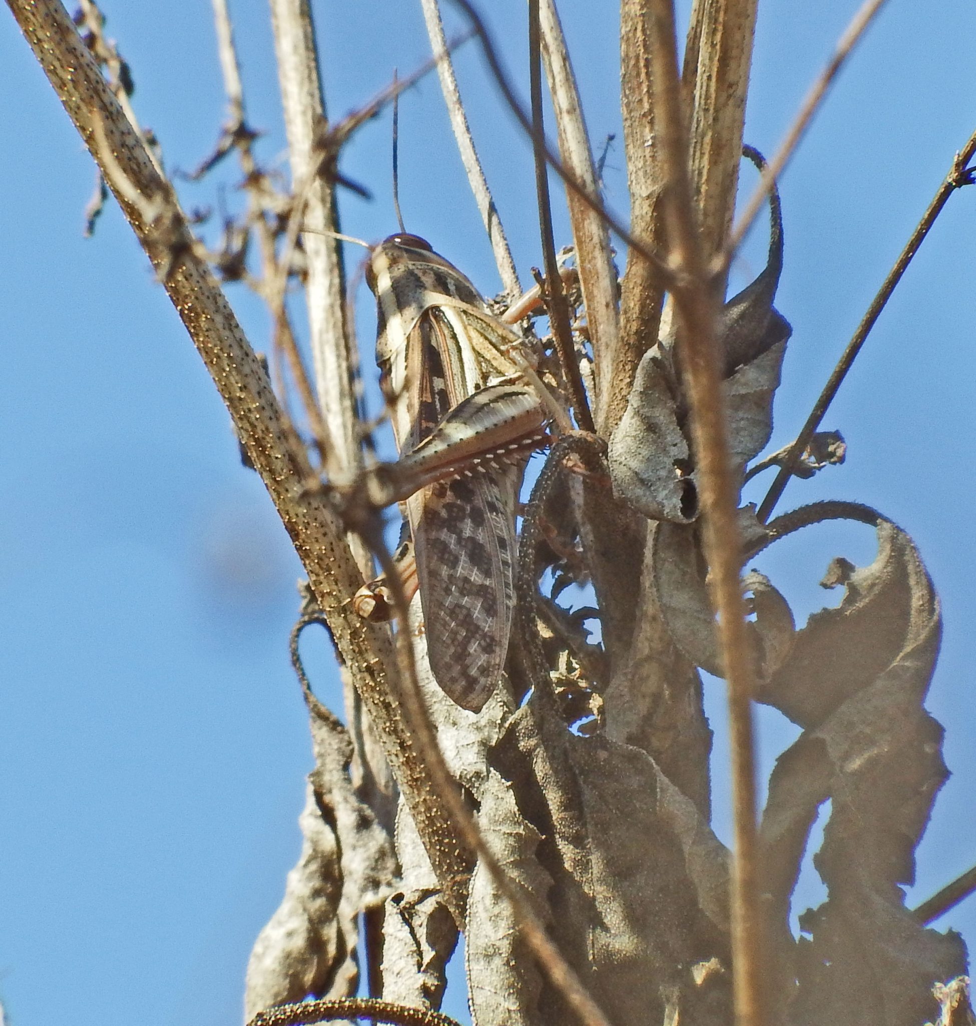 bird-grasshopper – Buffalo Bayou Partnership